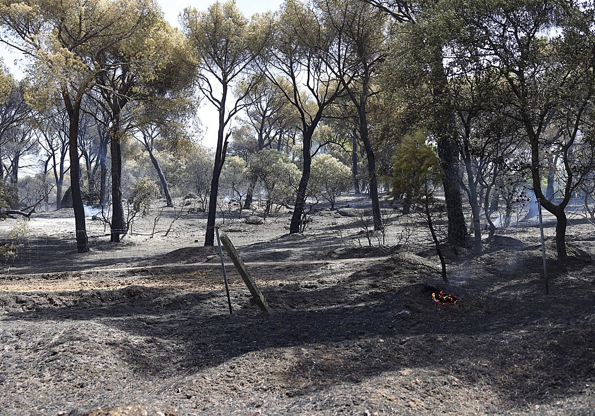 El viento acerca el incendio de la sierra oeste de Madrid a Almorox (Toledo) y eleva la emergencia a nivel 2