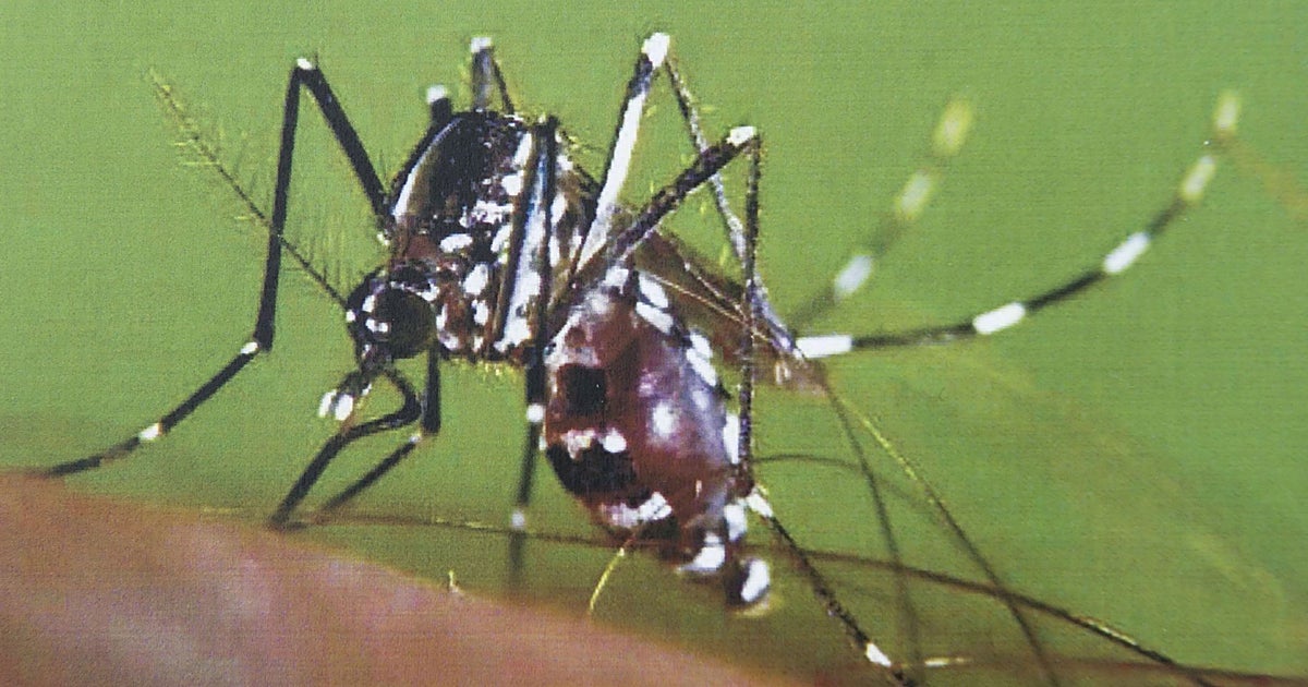 Castilla y León vuelve a activar el protocolo de vigilancia frente al mosquito tigre