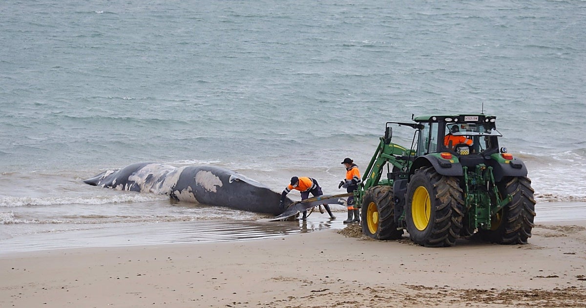 Muere la ballena varada en la playa de Sabón tras ser remolcada a mar abierto