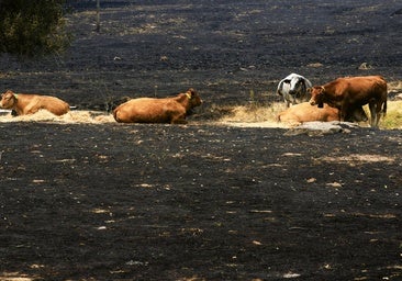 Casi 500 ganaderos acceden a sus explotaciones tras los incendios con permisos especiales