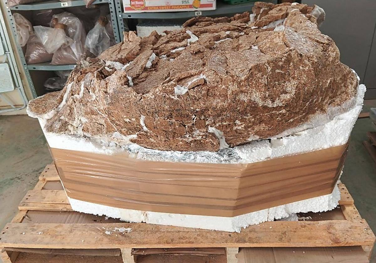 Encuentran el caparazón de una tortuga prehistórica en una obra del Ayuntamiento de Madrid