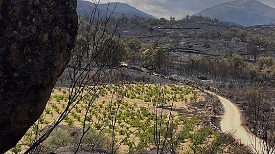 Panorama «muy triste» en la D. O. Cebreros, afectada por tercera vez por el fuego