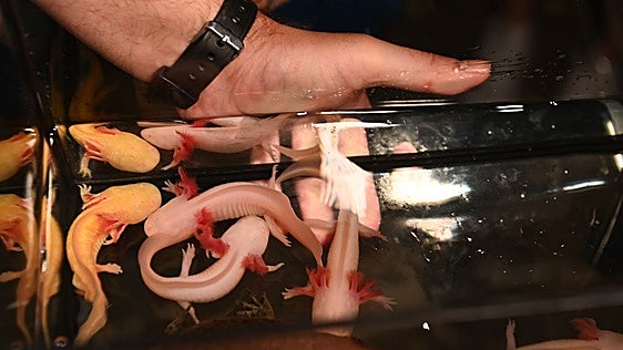 Nueva instalación en el Acuario de Zaragoza, con los ajolotes como protagonistas