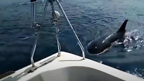 Orcas y barcos en Galicia: «No son un peligro para el ser humano, solo comen atún»