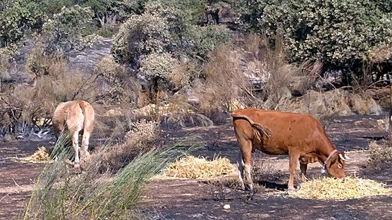 La UE prohíbe que los ganaderos andaluces que cobran la PAC reciban ayudas para limpiar el monte