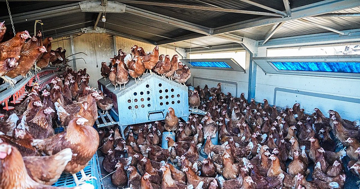 Newcastle Disease Outbreak: Castilla y León Tightens Controls After 1.7 Million Birds Culled