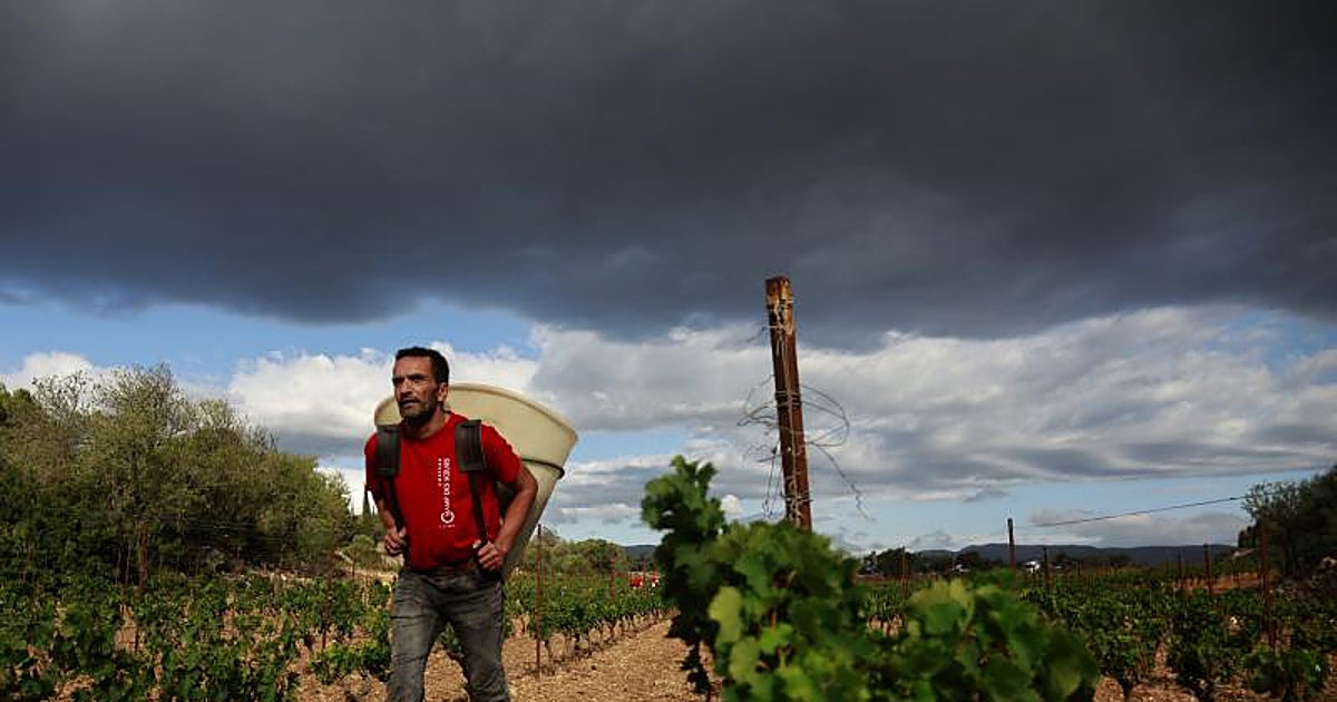 Más de 9.000 andaluces viajan a la vendimia de Francia: «Cobramos el doble que aquí»