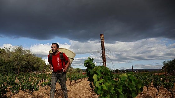 Más de 9.000 andaluces viajan a la vendimia de Francia: «Cobramos el doble que aquí»