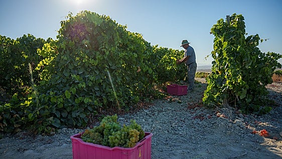 La vendimia se adelanta más de veinte días en Castilla-La Mancha y UPA teme otra mala cosecha