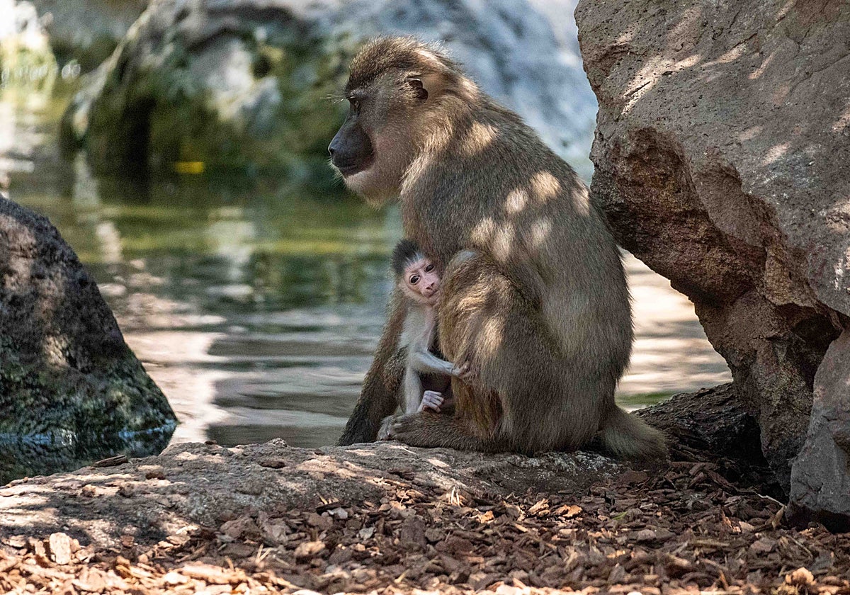 Nace en Bioparc Valencia uno de los primates africanos en mayor peligro ...
