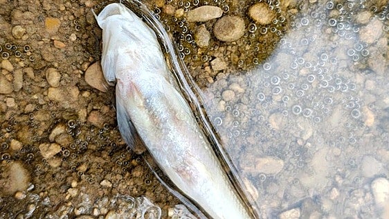 El Seprona investiga la aparición de peces muertos en el Júcar cerca de Villar de Olalla