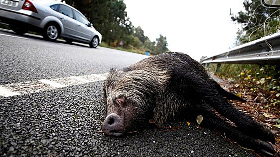 Un pionero sistema contra jabalíes logra reducir en un 60% los accidentes con animales implicados en la AP-9