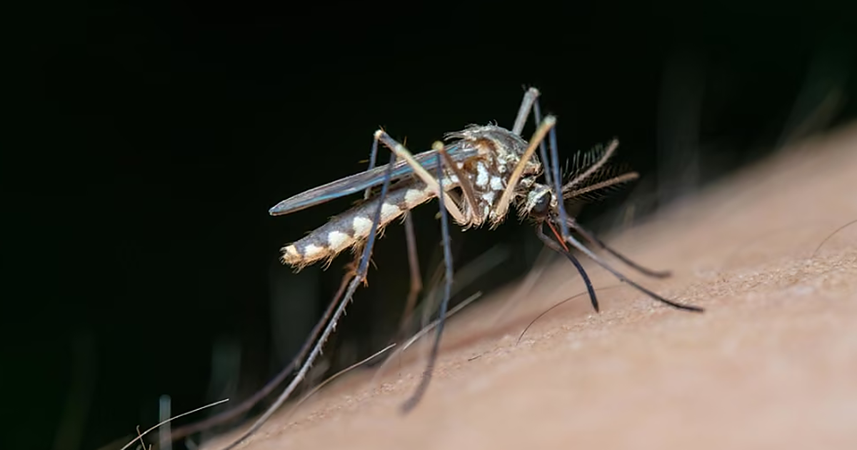 El virus del Nilo sigue avanzando en Extremadura que notifica seis nuevos contagios y suma un total de 17