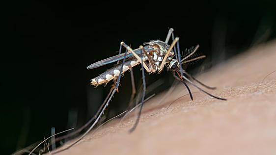 El virus del Nilo sigue avanzando en Extremadura que notifica seis nuevos contagios y suma un total de 17