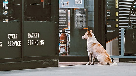 Oficial y confirmado: entra en vigor la ley que prohíbe tener a los perros atados en la puerta del supermercado