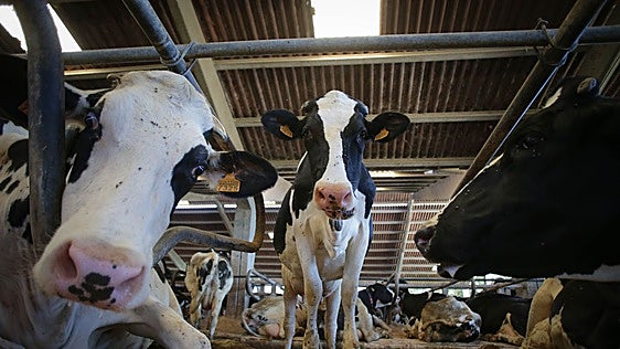 Medio Rural detecta un caso de lengua azul en una explotación bovina de Chantada, cuarto foco de 2026