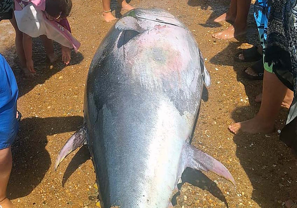 Aparece un atún de doscientos kilos en una playa de Chipiona