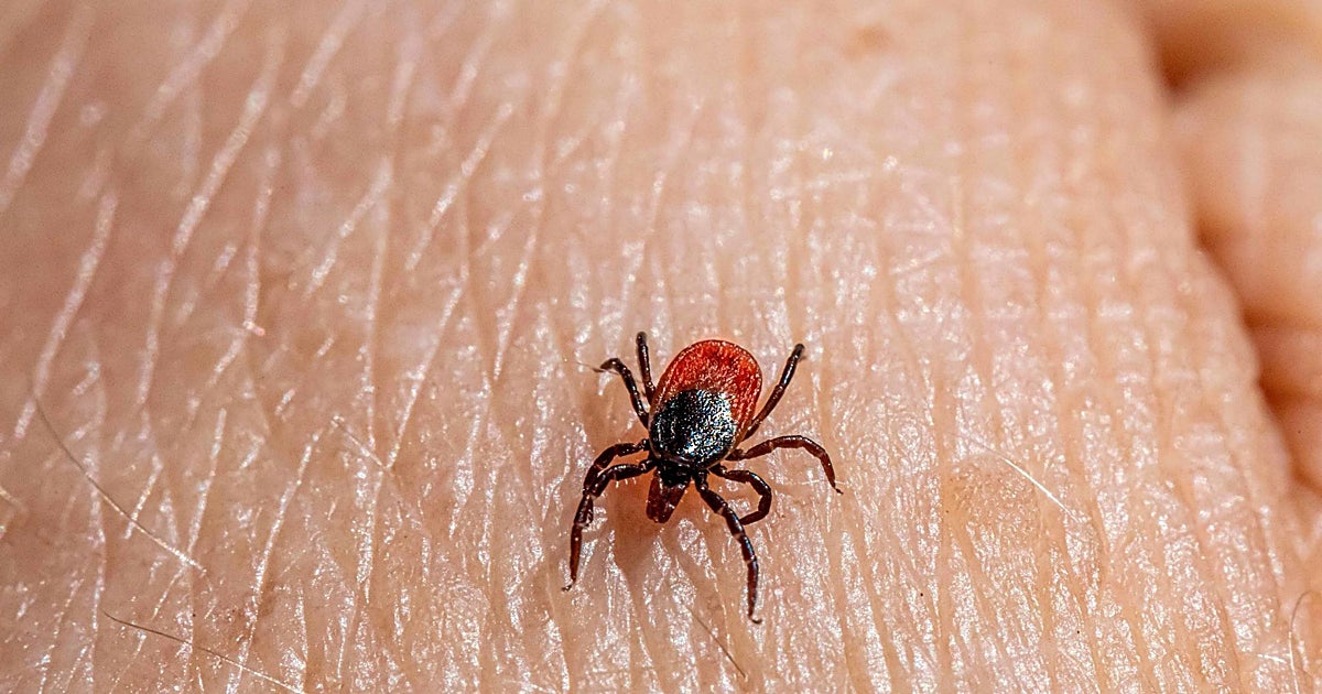 Las garrapatas ya no mueren de frío y tienen más fauna a la que chupar la sangre