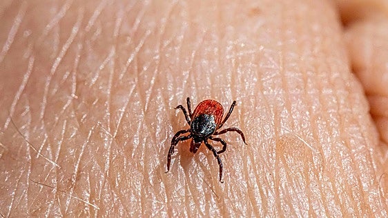Las garrapatas ya no mueren de frío y tienen más fauna a la que chupar la sangre