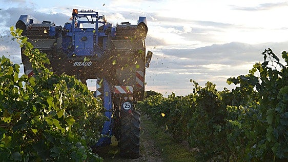 La vendimia «bate récord» de adelanto por el calor y con mengua en los kilos de uva
