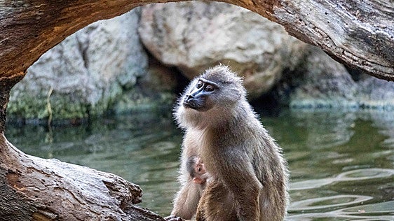 El segundo «bebé» de dril este verano consolida el éxito de Bioparc Valencia para salvar este poco conocido primate