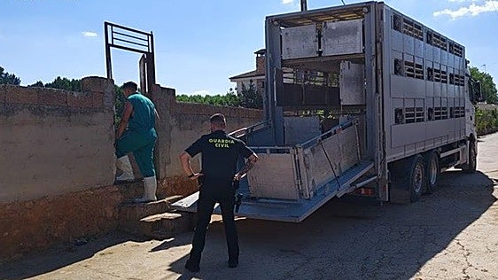El Seprona clausura en Ruidera una explotación ilegal con ovejas muertas y falta de higiene