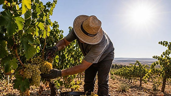 Las olas de calor y los bajos precios de origen avecinan una vendimia «complicada»