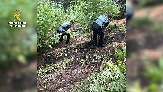 Intervenidas 243 plantas de cannabis en Negueira de Muñiz (Lugo)