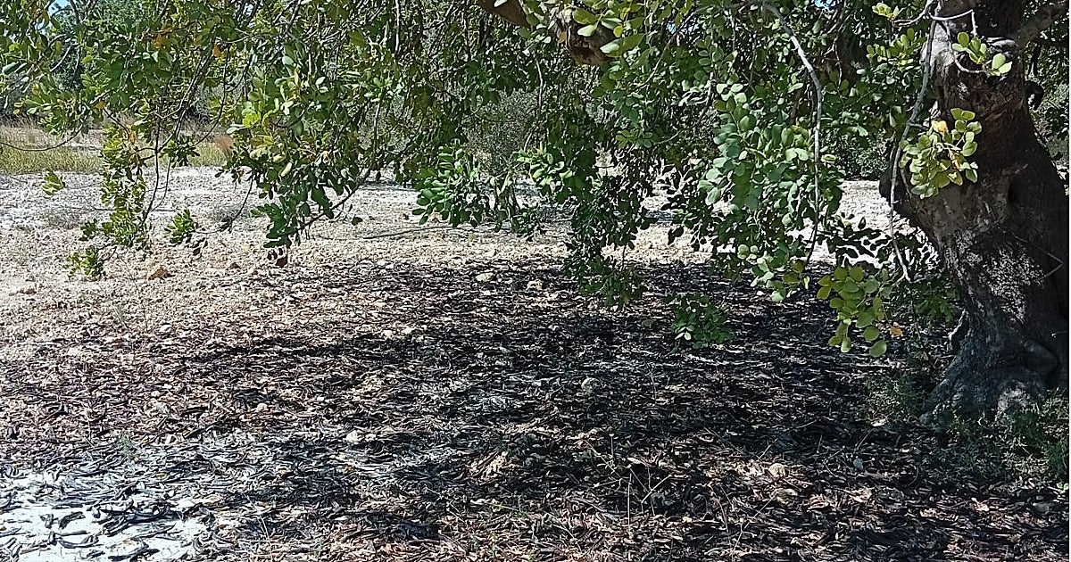 Crisis y riesgo de abandonos de un cultivo  cortafuegos natural  ante los incendios