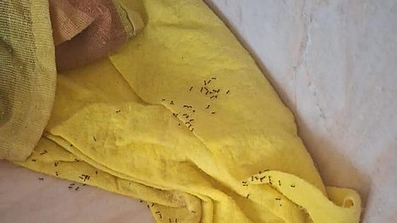 Insectos en el apartamento donde se alojan los guardias civiles destinados en Senegal.