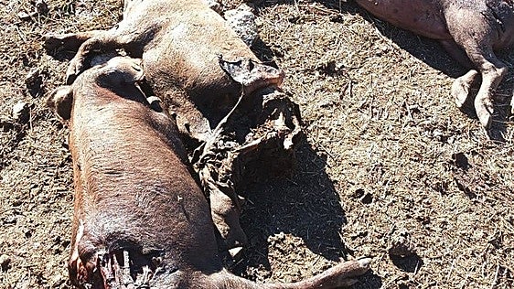 La «impotencia» de una explotación de Salamanca tras otro ataque de los lobos: cuatro cerdos y un ternero muertos