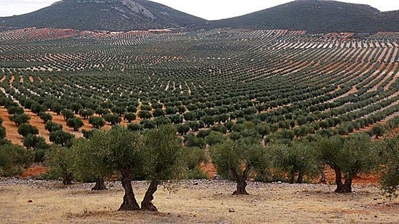 UPA reclama medidas para que el olivar sea «referente en precios y líder en protección»