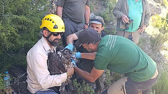 Nace el primer quebrantahuesos en la provincia de Albacete en más de 50 años