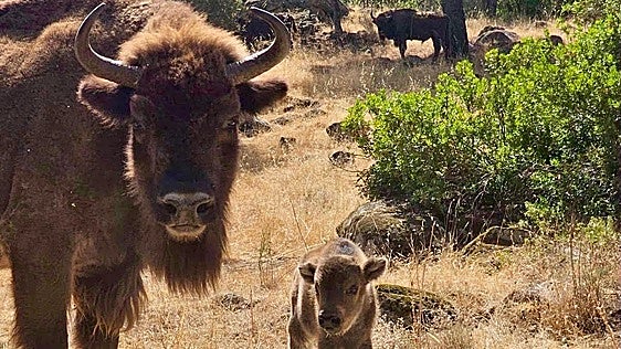 Andújar utiliza en sus campos bisontes para prevenir incendios