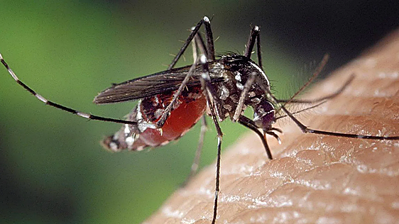 El virus del Nilo ya deja su primera muerte del verano en Extremadura, que suma 24 casos