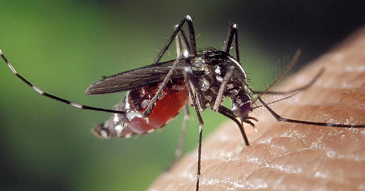 El virus del Nilo ya deja su primera muerte del verano en Extremadura, que suma 24 casos