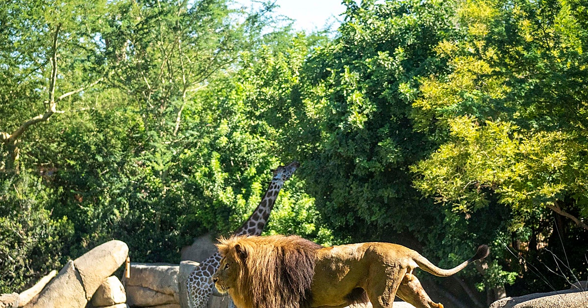 Bioparc Valencia se ratifica en la élite mundial del 10% de mejores atracciones turísticas en TripAdvisor