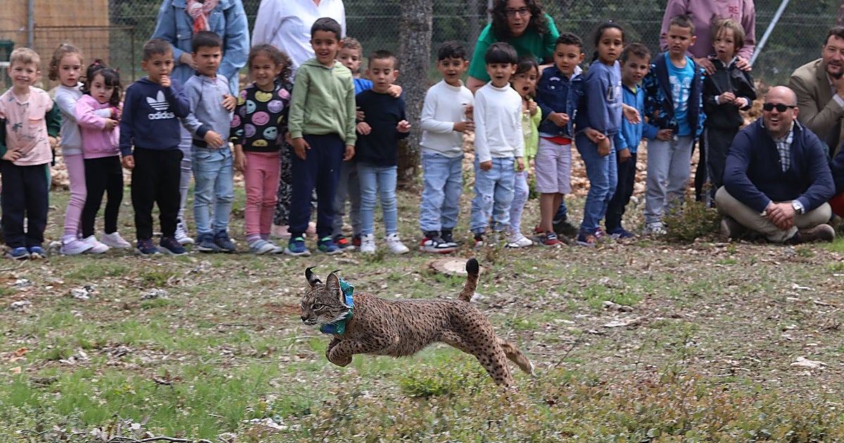 Dos linces procedentes de Andalucía llegarán este otoño a El Borril