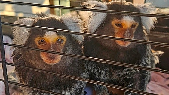 Otra oportunidad en España para Minnie y Miko, dos monos titíes de los que usan su nombre