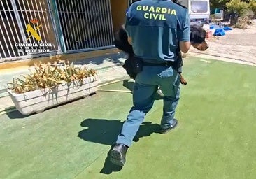 Clausuran una residencia canina de lujo con piscina y gimnasio por maltratar a decenas de perros