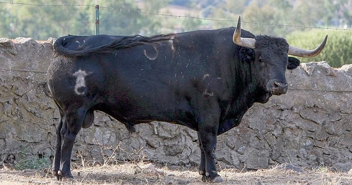 Illescas prepara una corrida de Conde de la Corte con Escribano, Gómez del Pilar y Molina