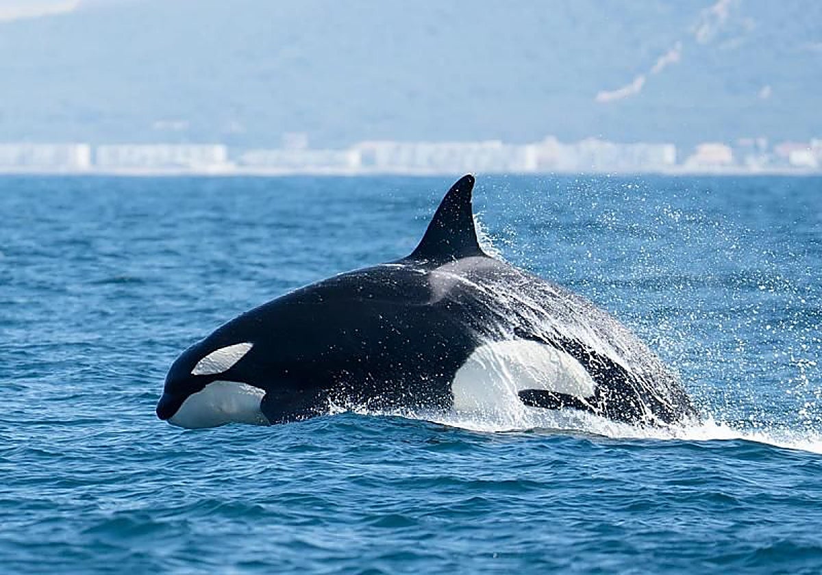 Cuatro orcas embisten una embarcación de recreo en la ría de Pontevedra