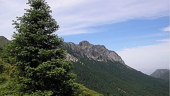 El pinsapo llega a Sierra Nevada para luchar contra el cambio climático