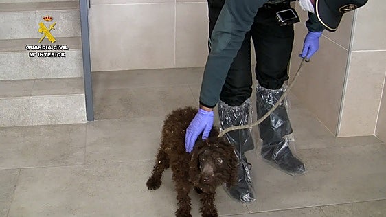 El juicio contra el maltratador de perros en Melgar de Fernamental arranca este martes en Burgos