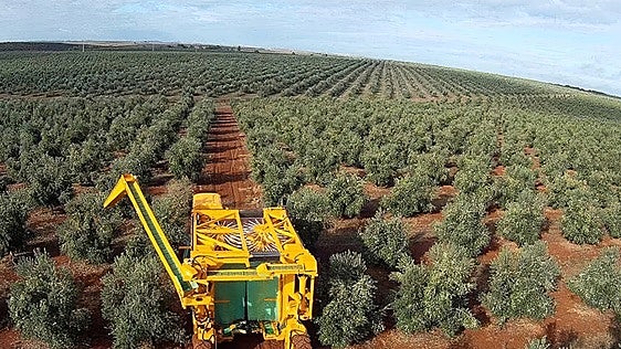 Los olivareros presionan para que la aceituna pueda recogerse de noche