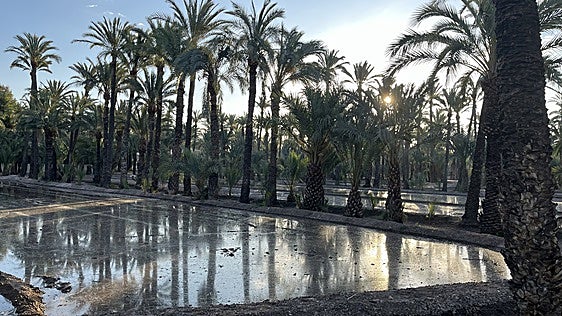 Elche impulsa su seguridad ambiental con el nuevo Plan Director de Agua Regenerada para el riego urbano