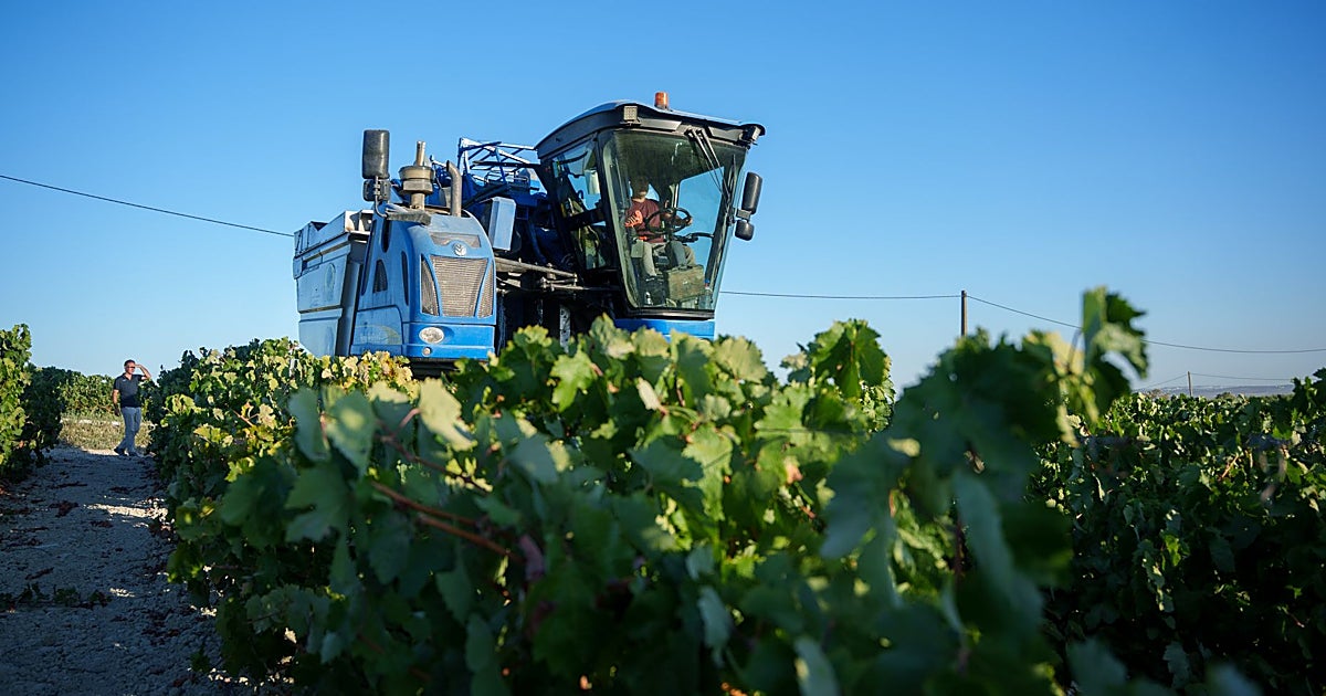 La vendimia de Castilla-La Mancha prevé 19 millones de hectolitros pese a la sequía