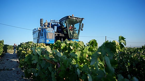 La vendimia de Castilla-La Mancha prevé 19 millones de hectolitros pese a la sequía
