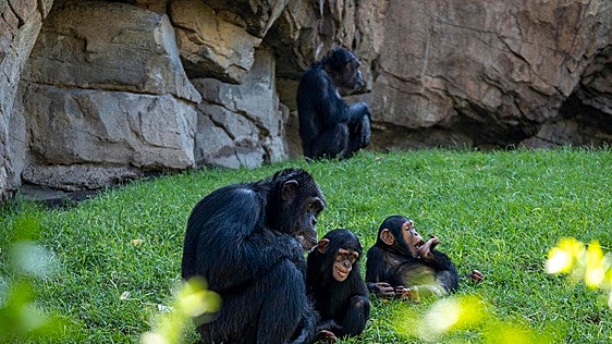 Bioparc reivindica la importancia de conocer a los primates para protegerlos de la extinción