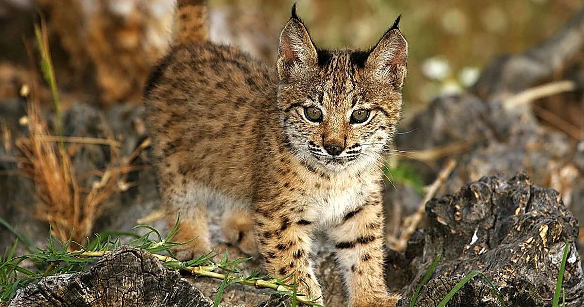 La Junta se persona como acusación por la muerte de un lince atrapado en una finca de Ciudad Real